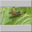 Poecilobothrus nobilitatus - Langbeinfliege m03.jpg